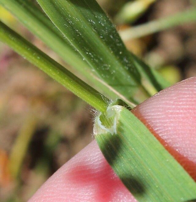 Bromus pectinatus — search result for 'Bromus'