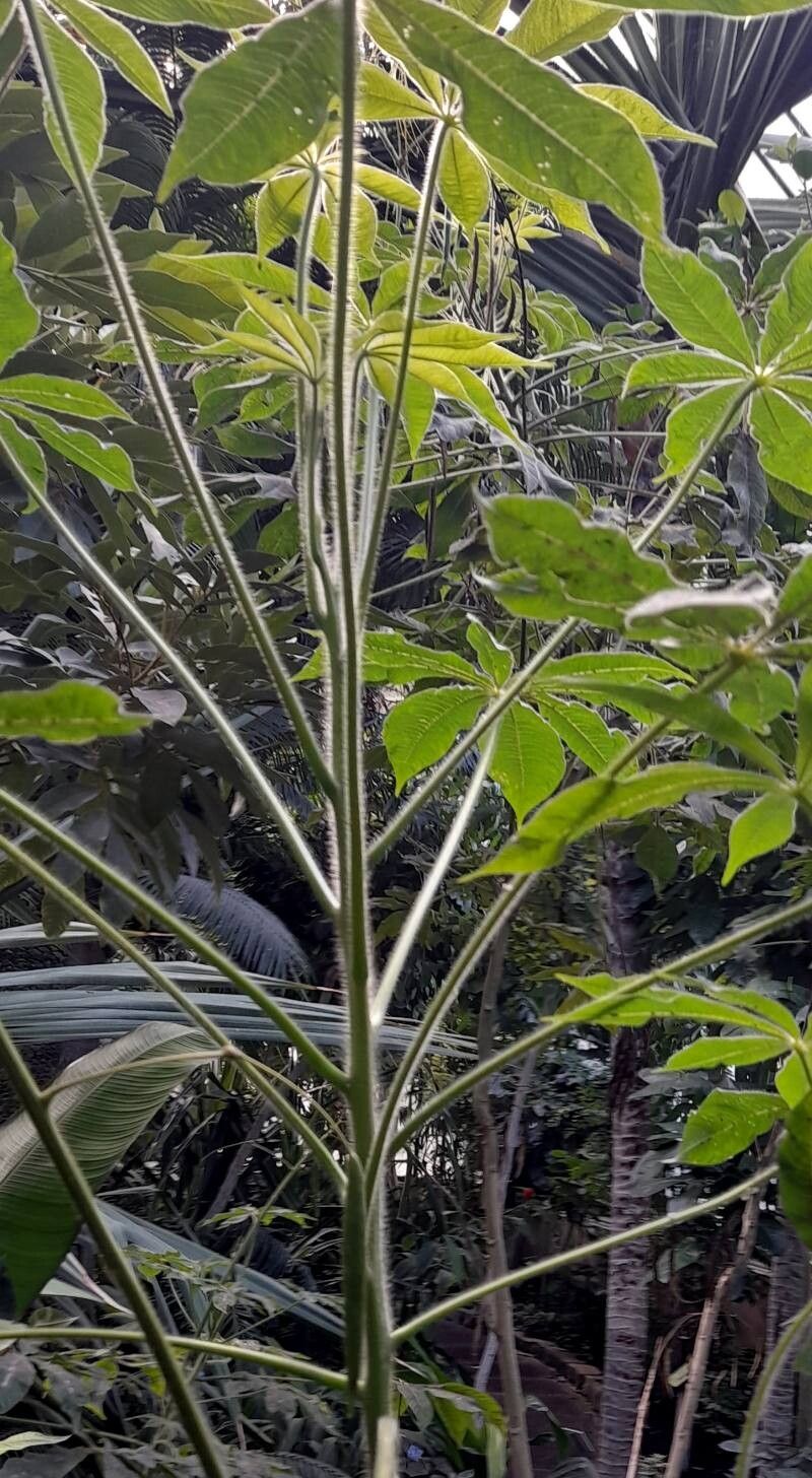 Cleome gigantea habit
