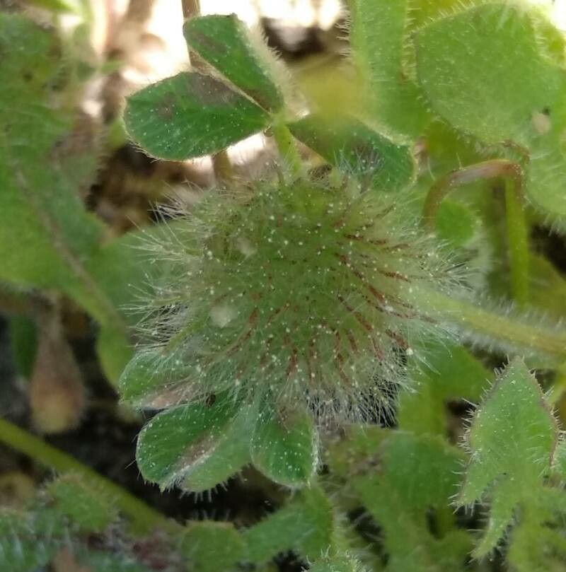 Trifolium cherleri fruit