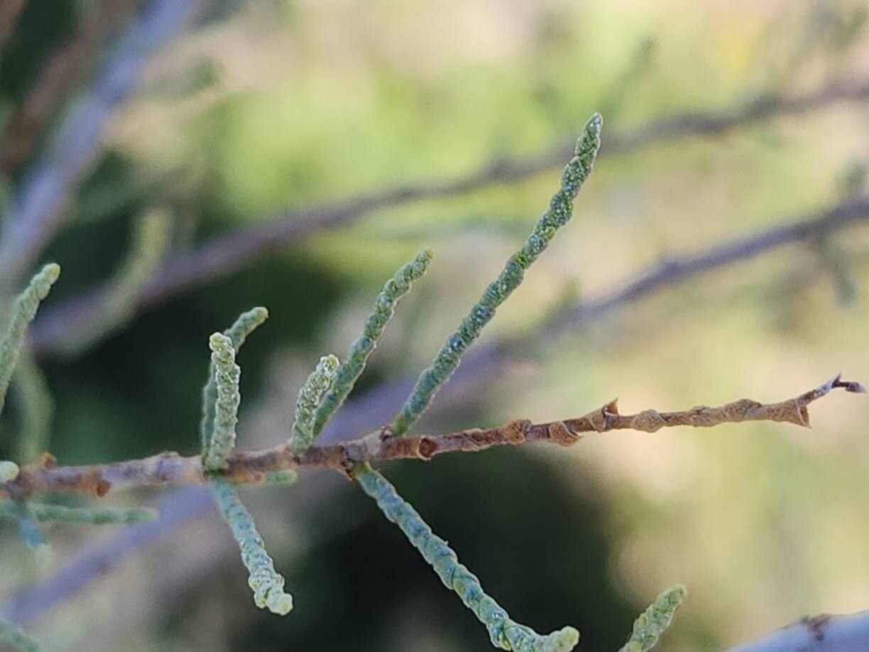 Tamarix mascatensis leaf