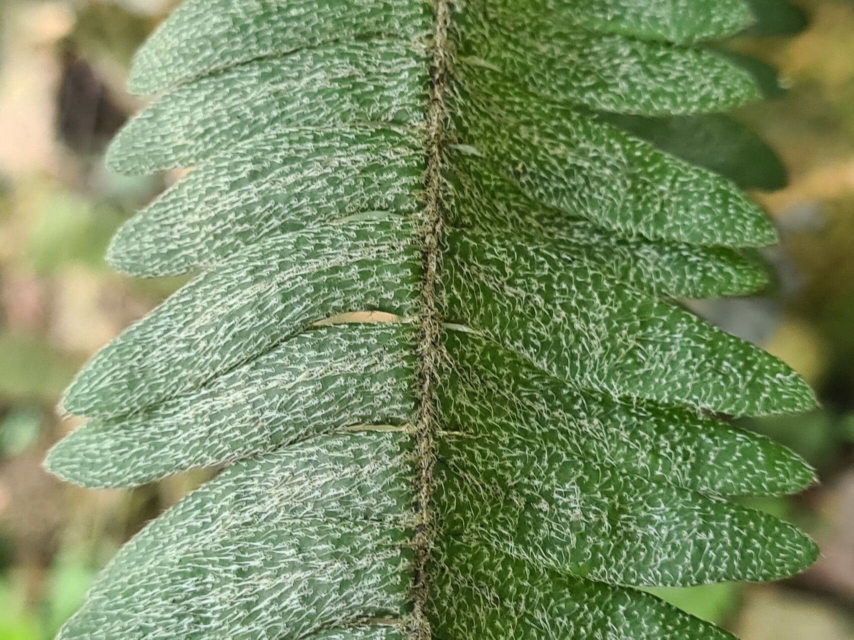 Pleopeltis bombycina bark