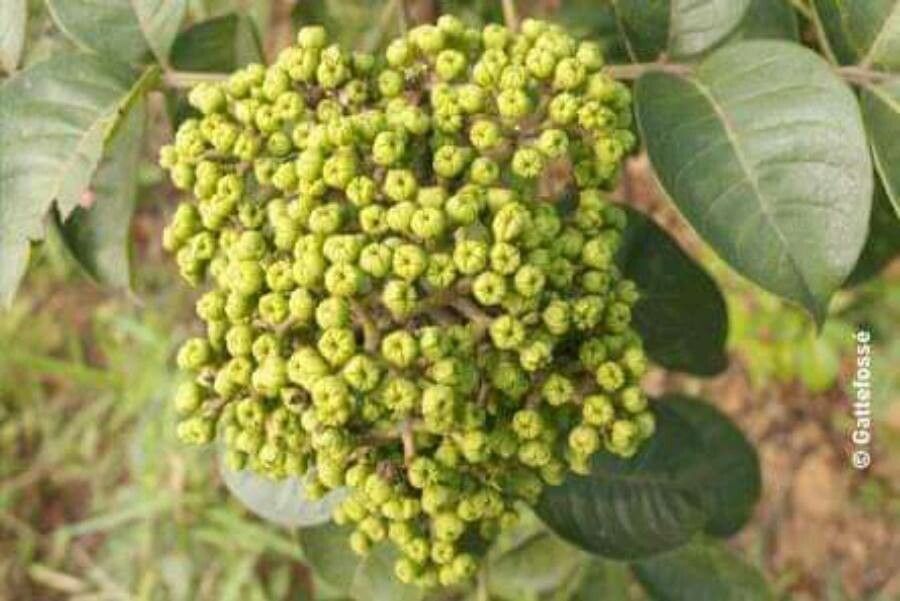 Malosma laurina flower