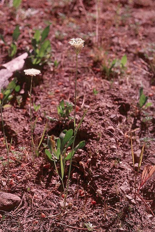 Perideridia lemmonii habit