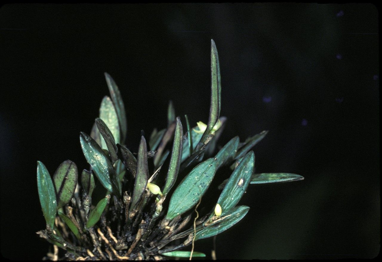 Octomeria exigua — houseplant care guide