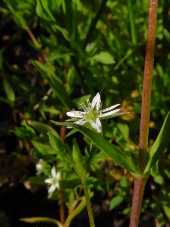 Stellaria alsine flower
