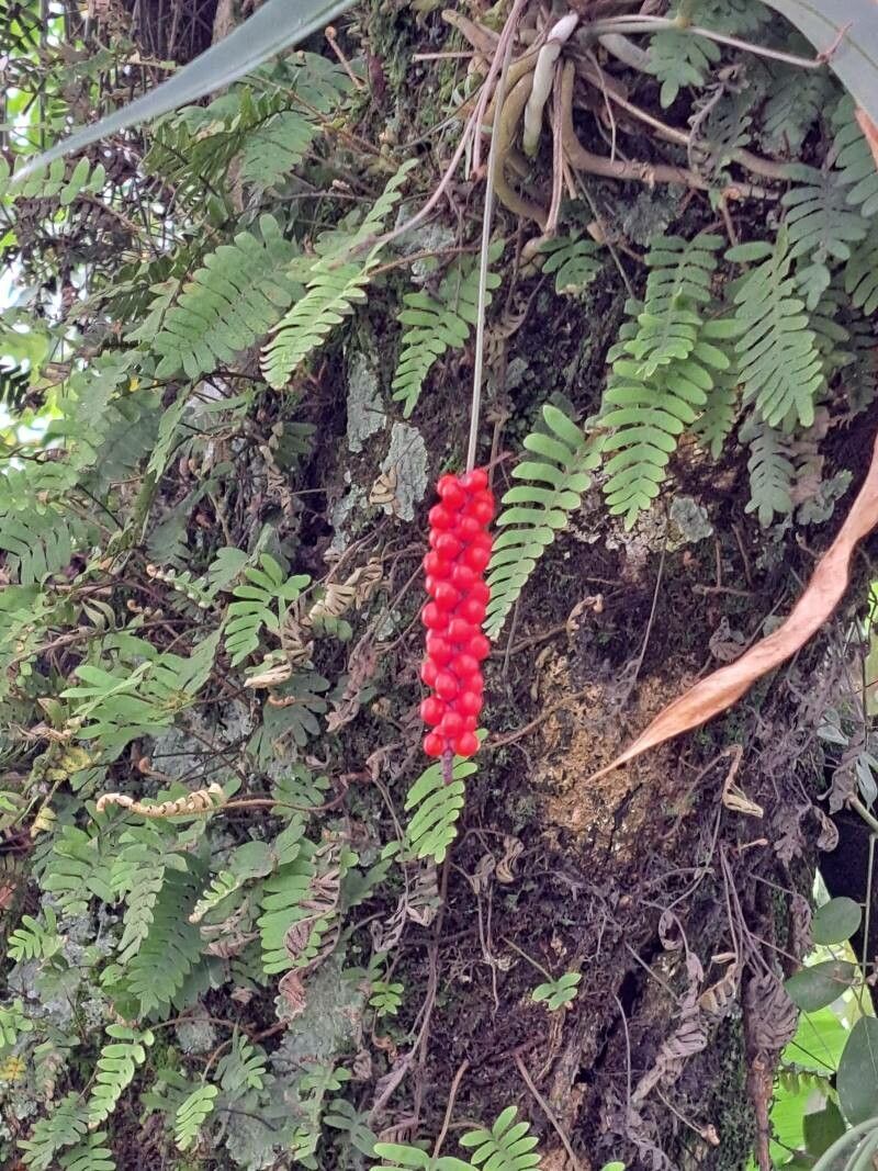 Anthurium gracile fruit