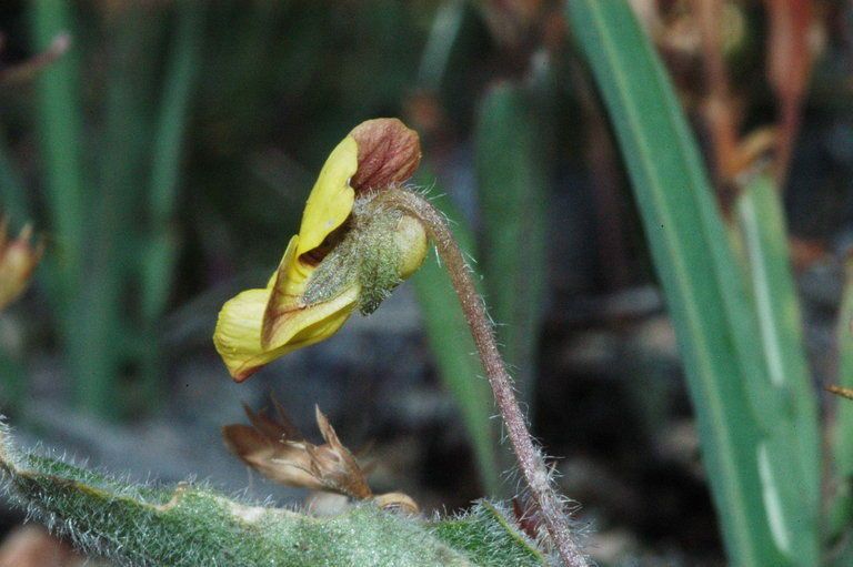 Viola purpurea fruit