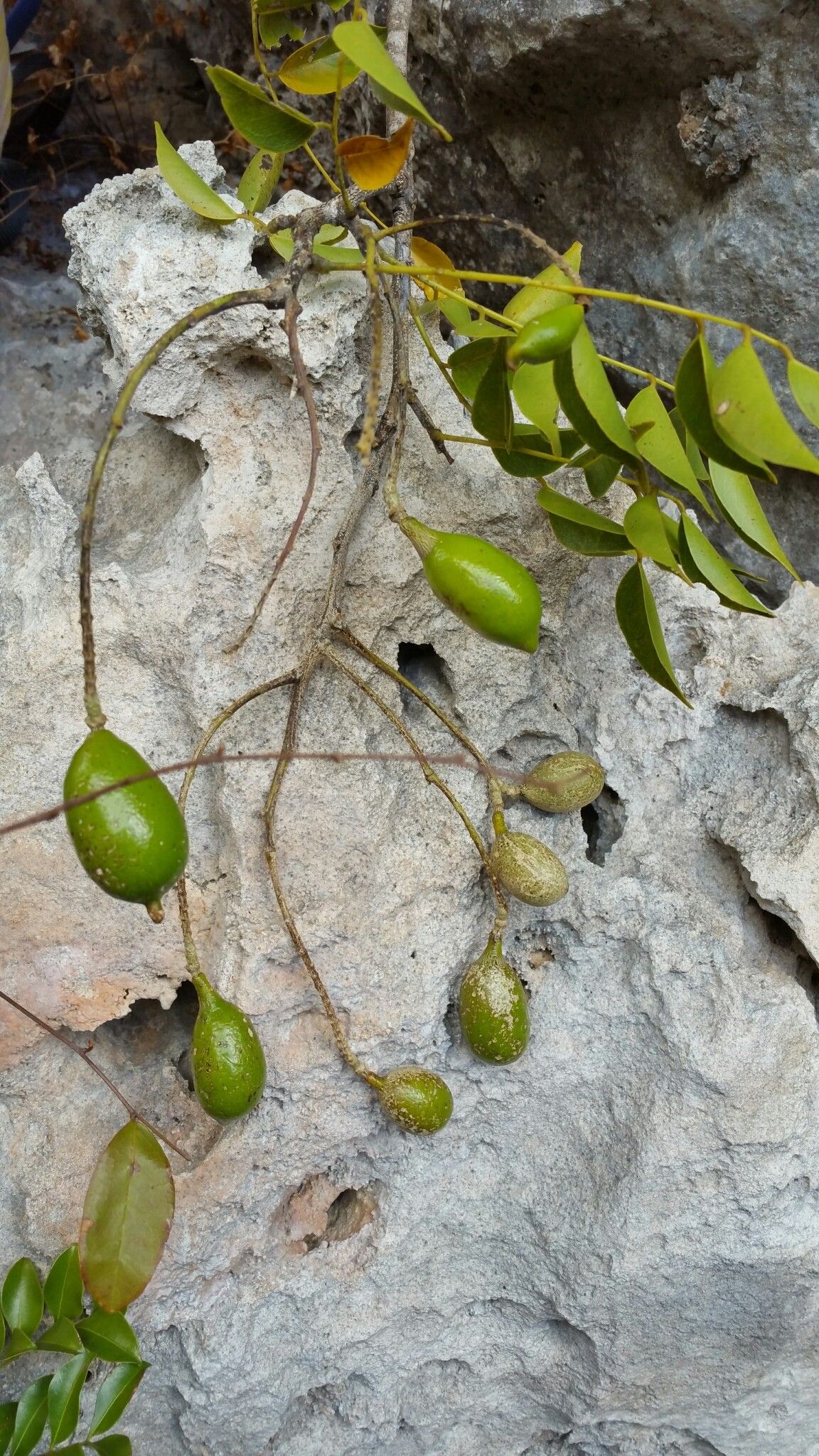Xanthocercis madagascariensis fruit