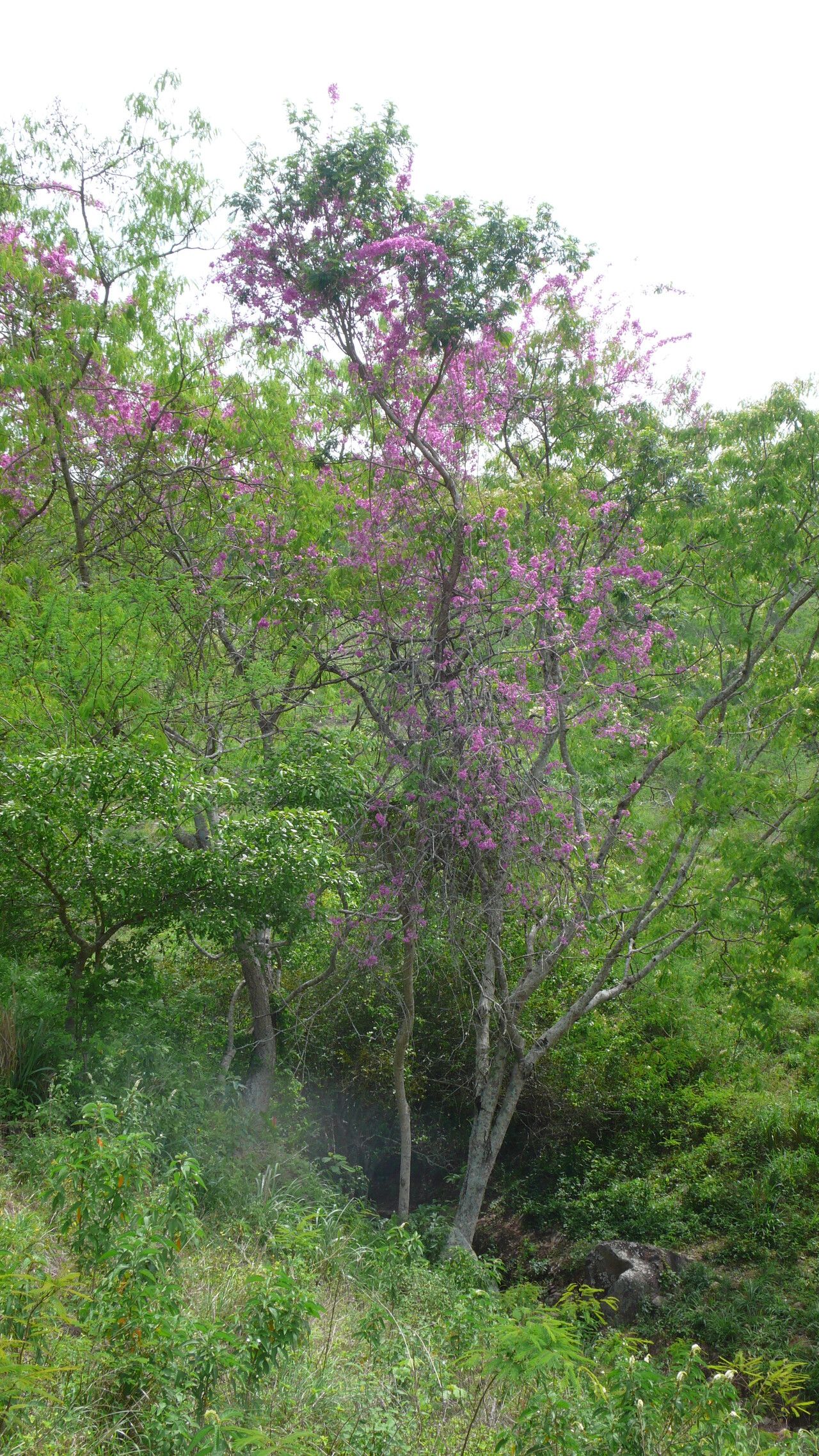 Arrabidaea corallina habit