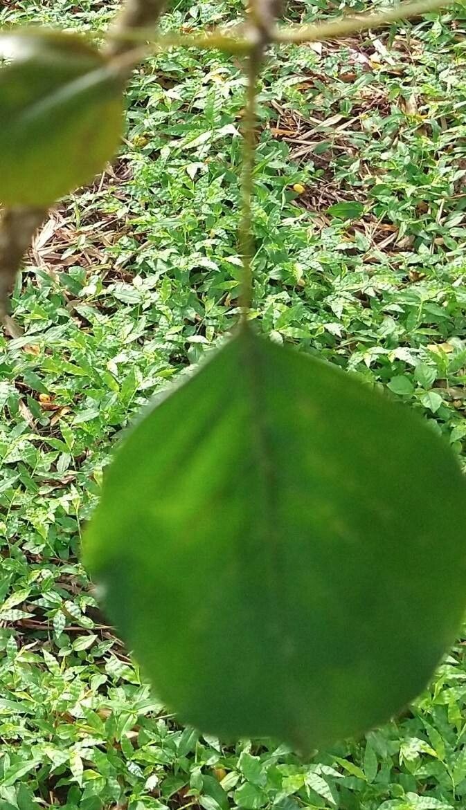 Lannea schweinfurthii leaf