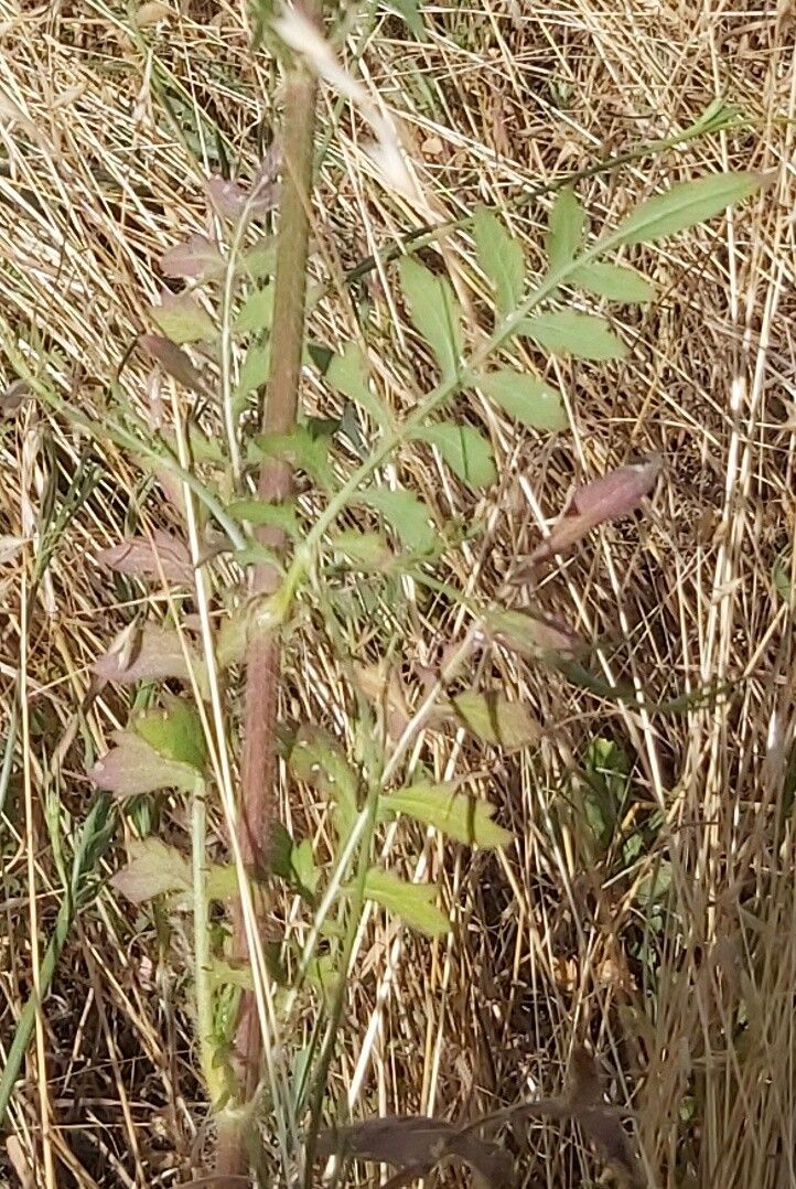 Cephalaria transsylvanica leaf