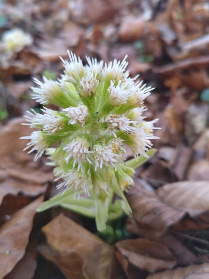 Petasites albus flower