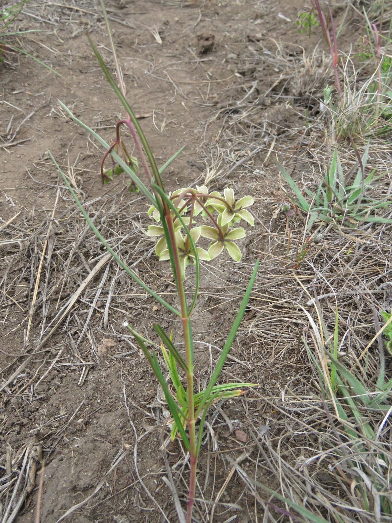 Asclepias amabilis habit