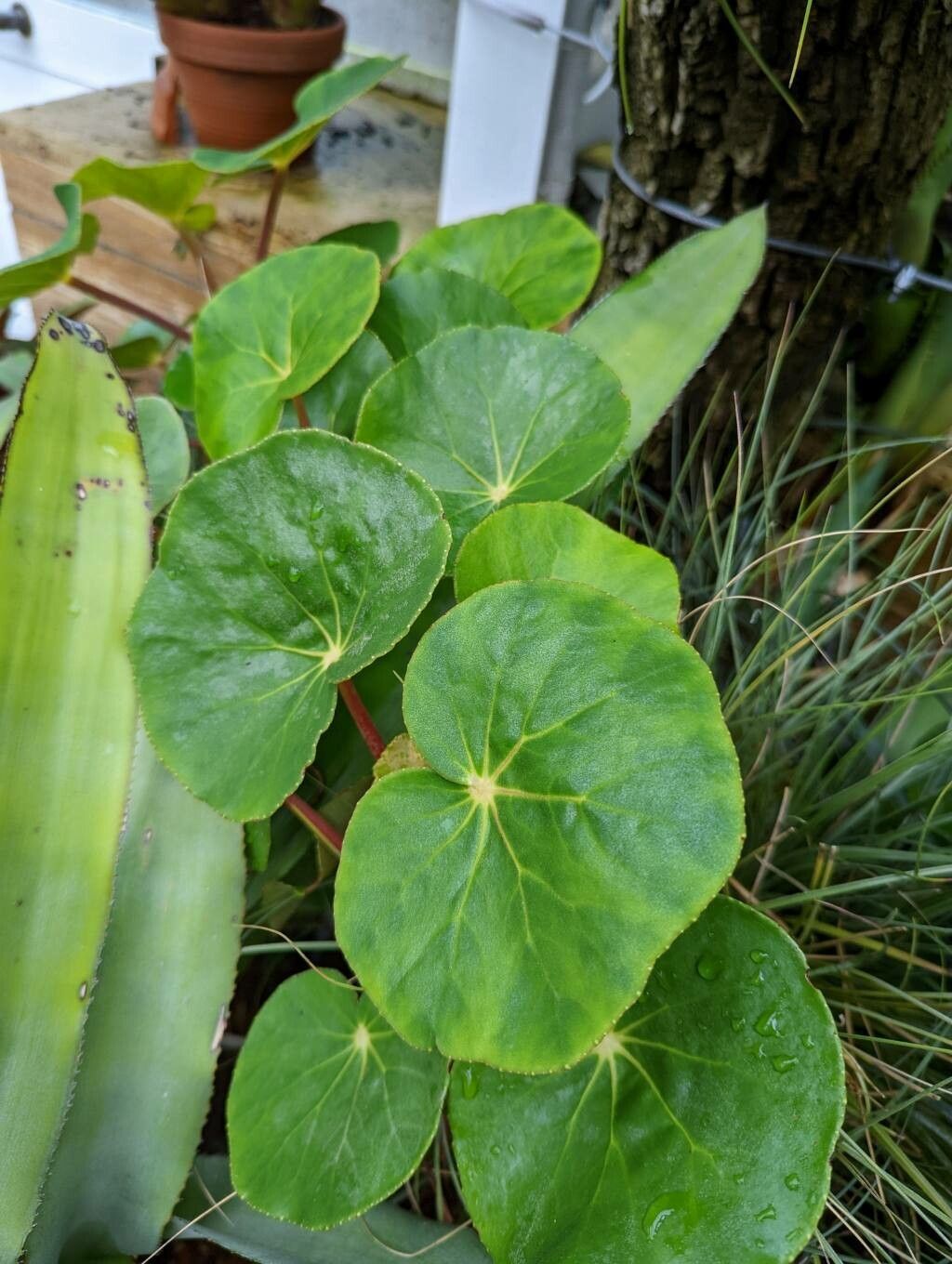 Begonia grisea — houseplant care guide