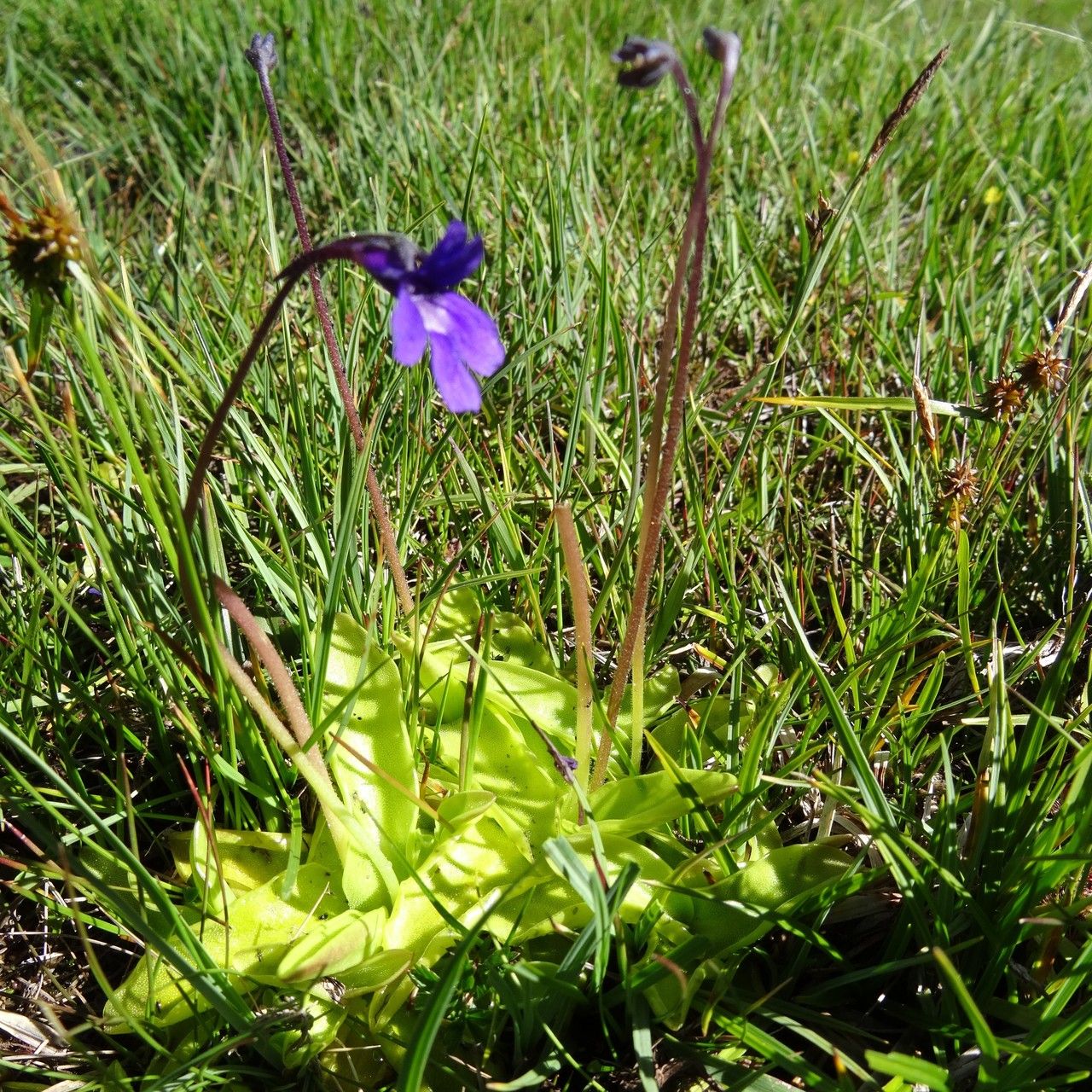 Pinguicula x scullyi habit