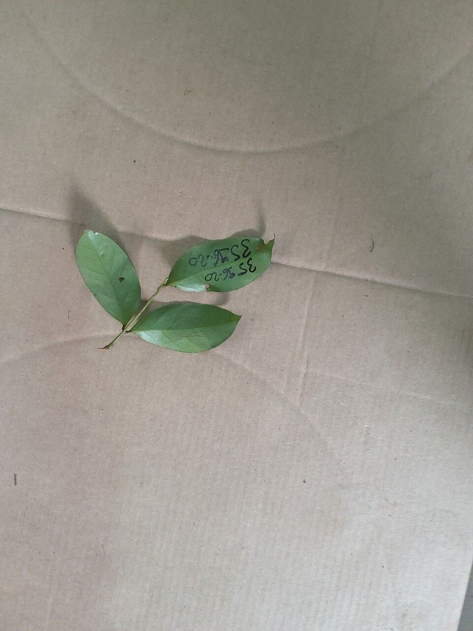 Inga sarmentosa — search result for 'Inga'