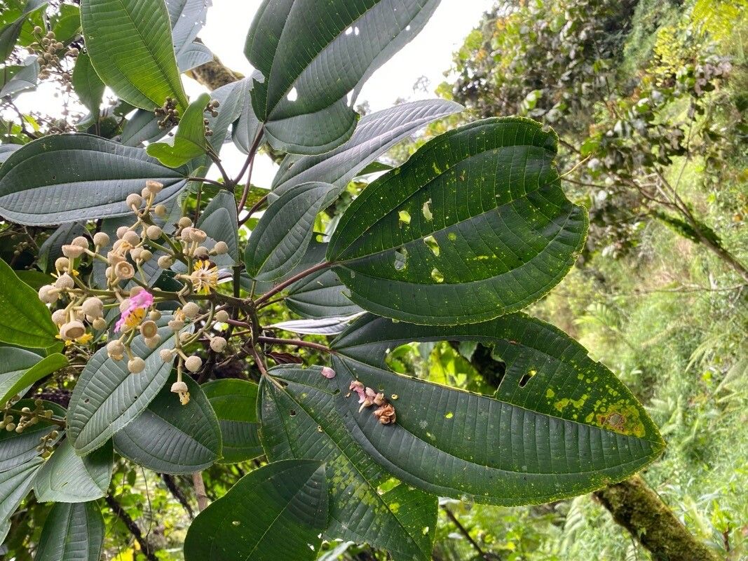 Miconia bigibbosa leaf