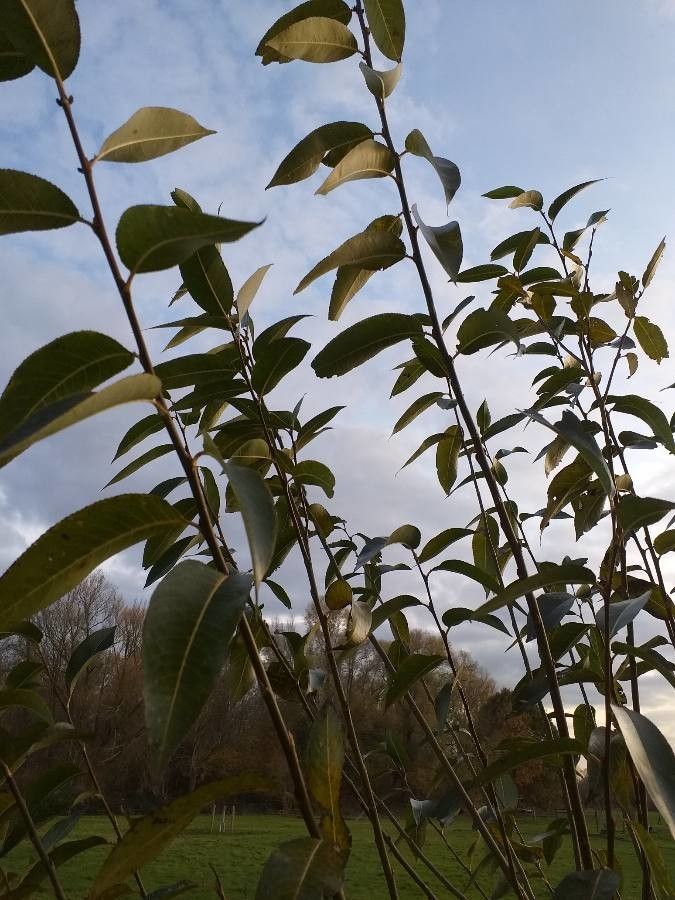Salix × hermaphroditica habit