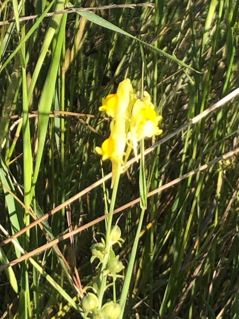 Linaria caesia flower