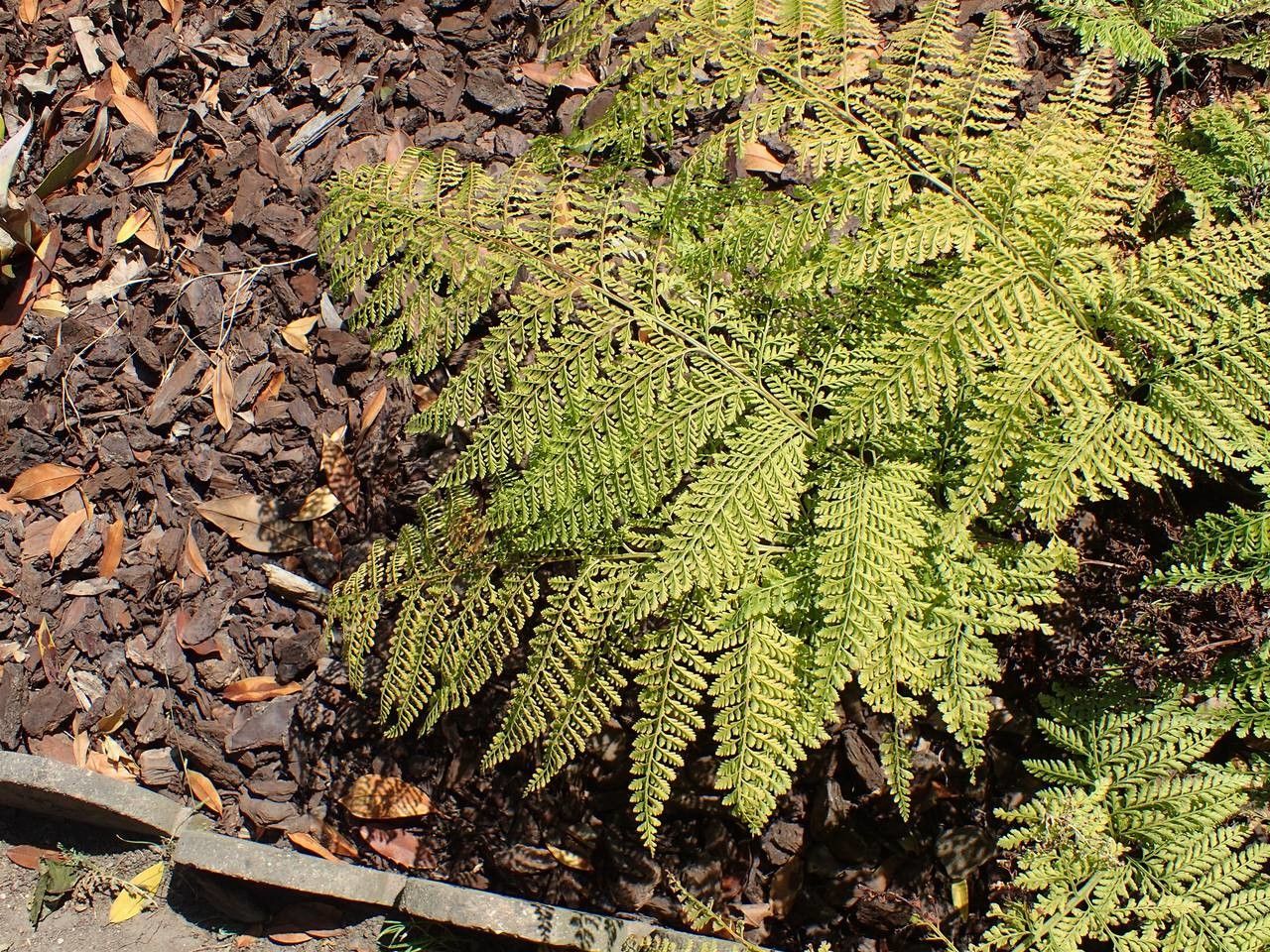 Arachniodes standishii habit