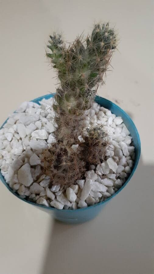 Escobaria emskoetteriana fruit