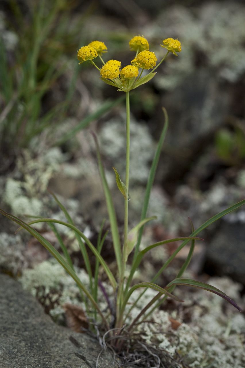 Bupleurum americanum