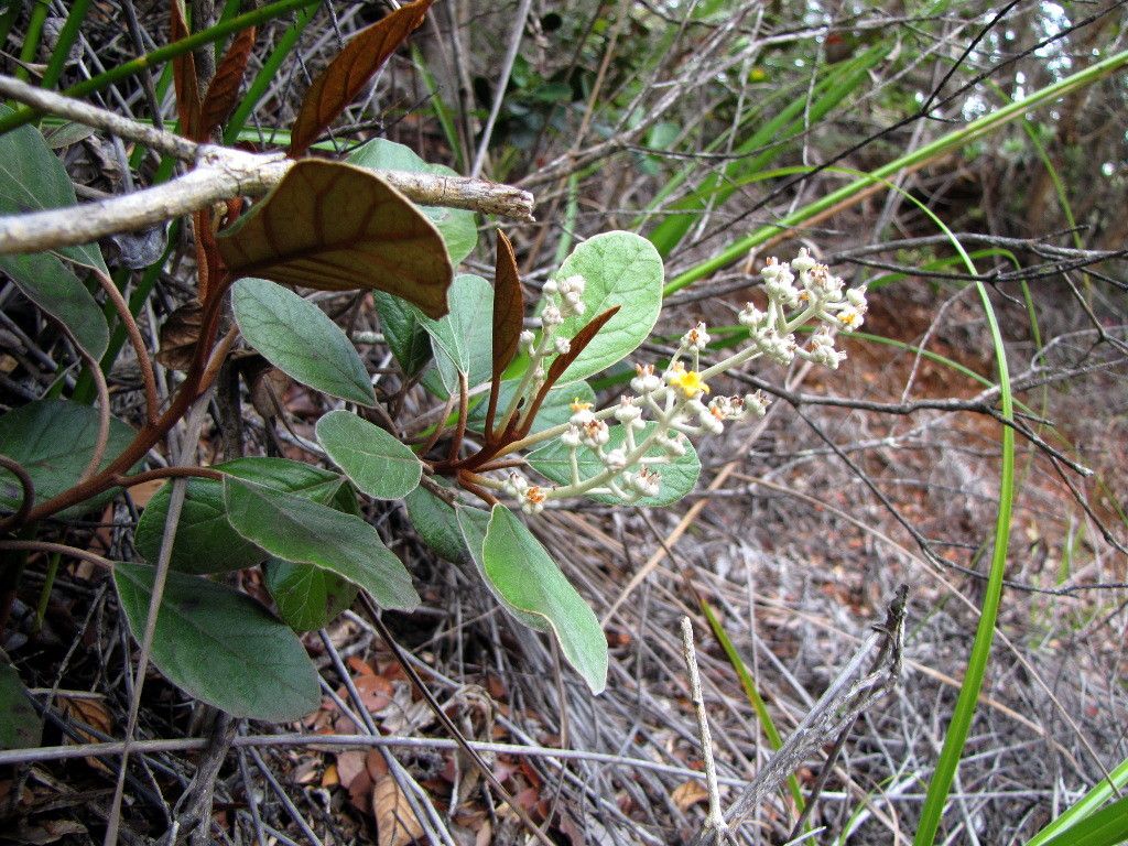 Argophyllum brevistylum habit