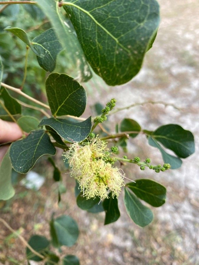 Pithecellobium unguis-cati flower