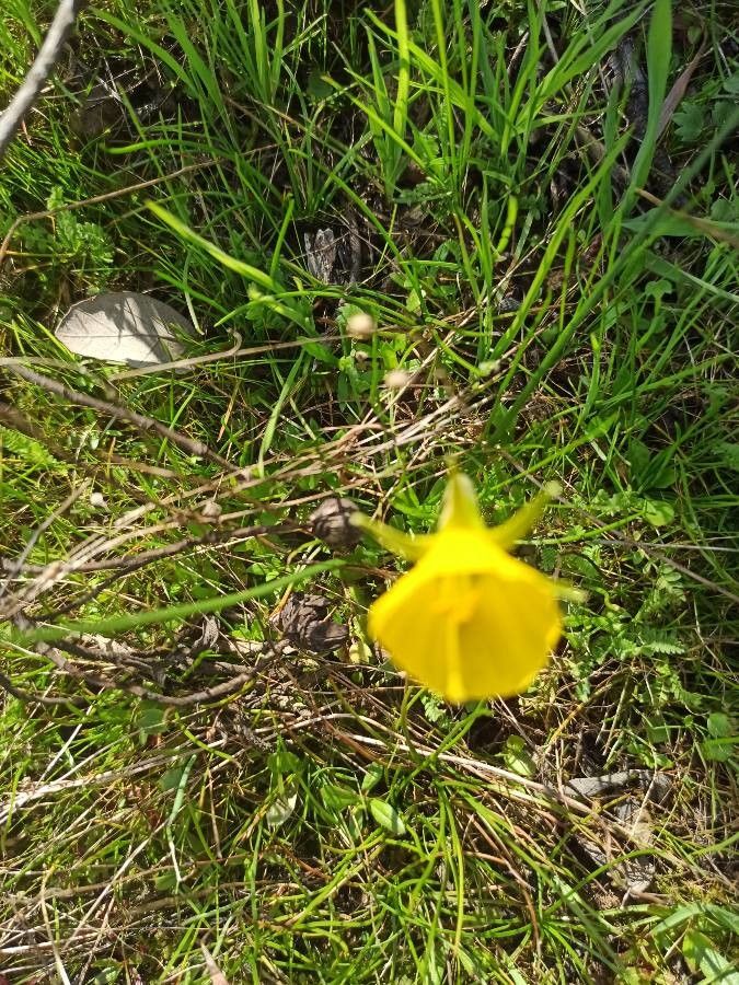 Narcissus bulbocodium fruit