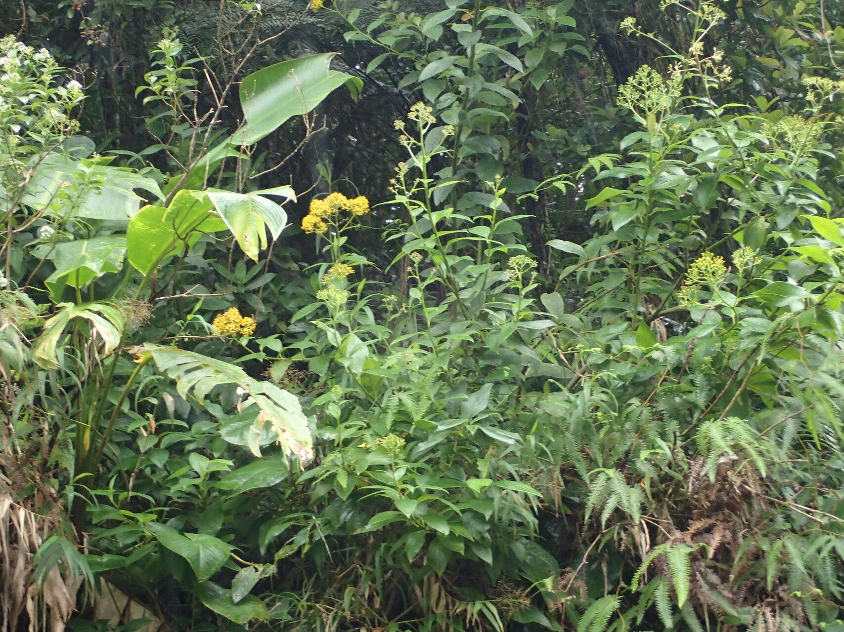 Dendrophorbium lucidum habit