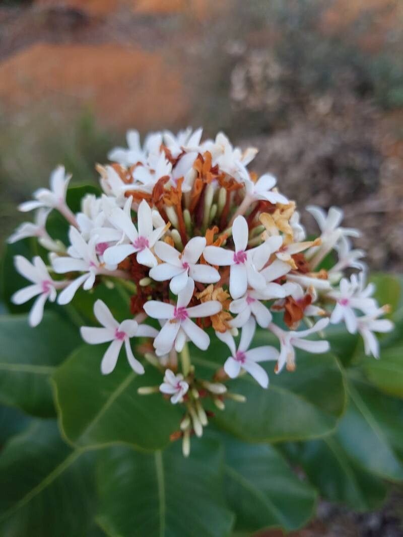 Ixora foliicalyx flower