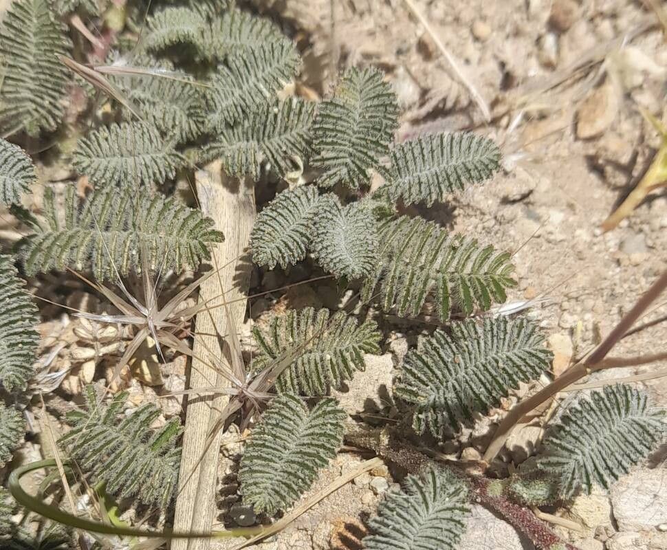 Adesmia corymbosa — houseplant care guide