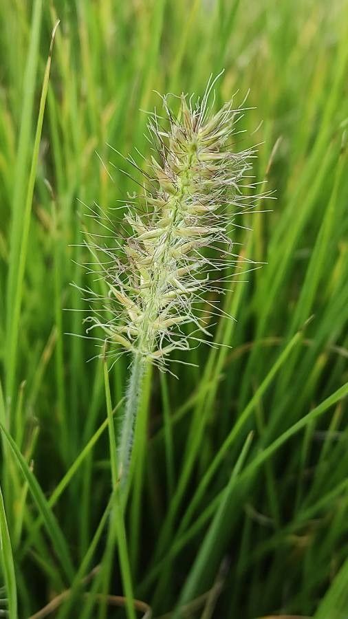 Festuca gautieri flower