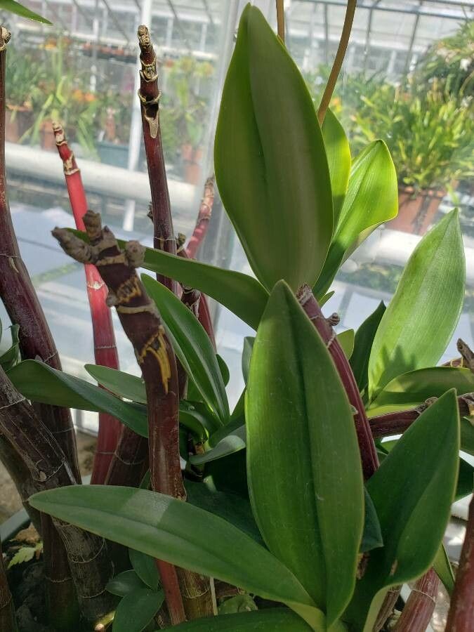 Dendrobium × delicatum — search result for 'Dendrobium'