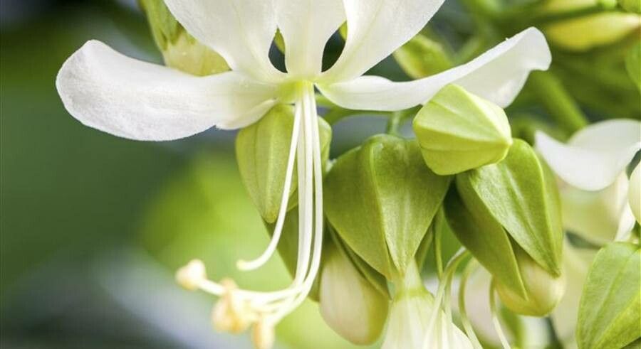 Clerodendrum wallichii flower