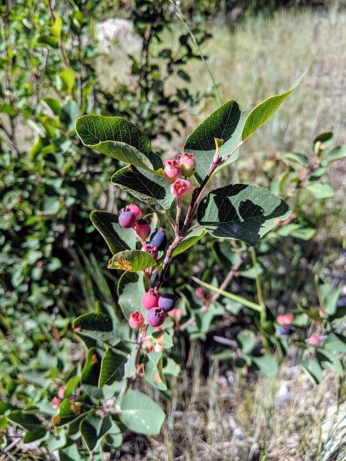 Amelanchier utahensis fruit