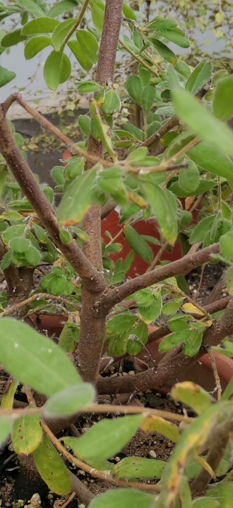 Grevillea pimeleoides bark