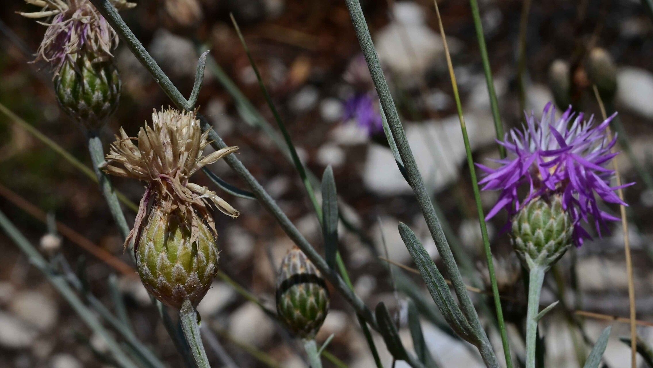 Centaurea subtilis — houseplant care guide