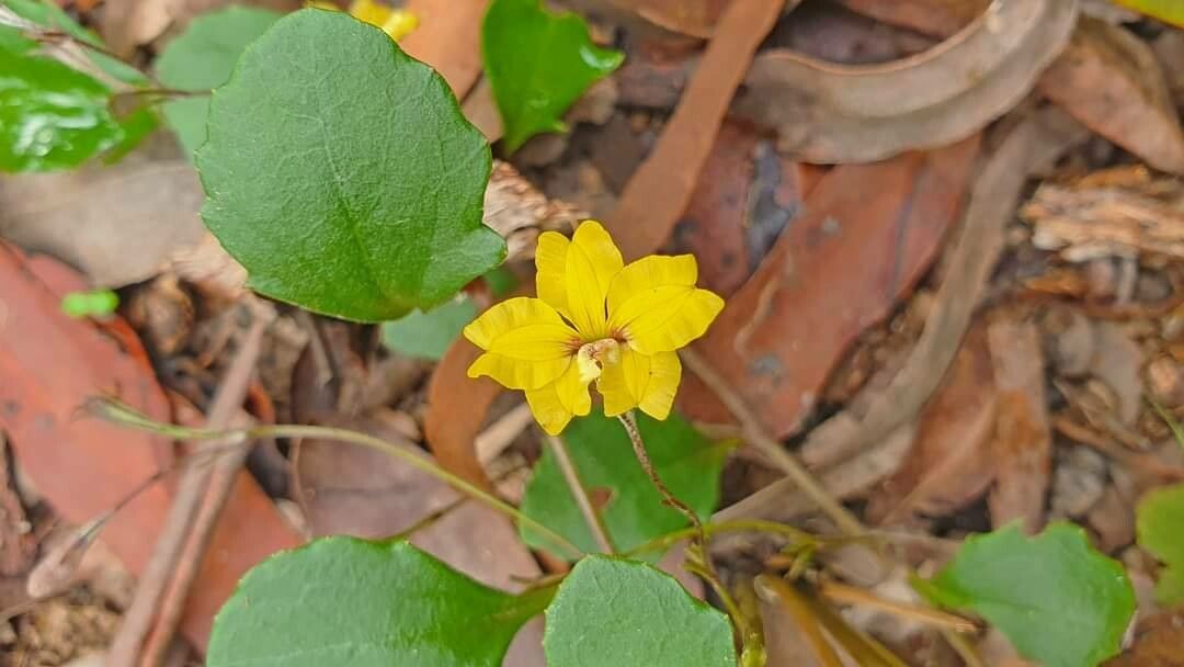 Goodenia hederacea flower