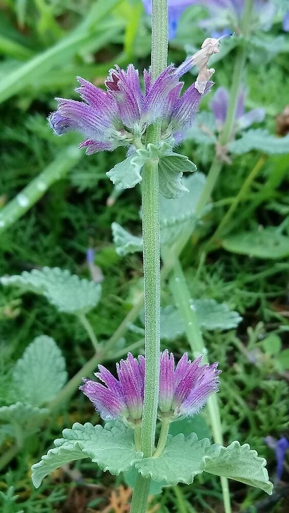 Salvia verticillata fruit