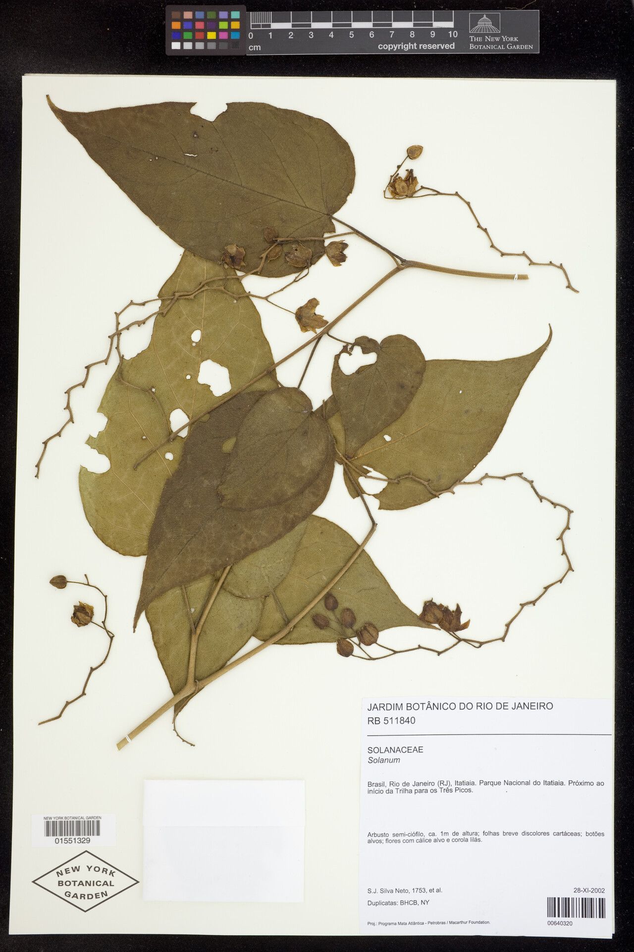 Solanum latiflorum — houseplant care guide