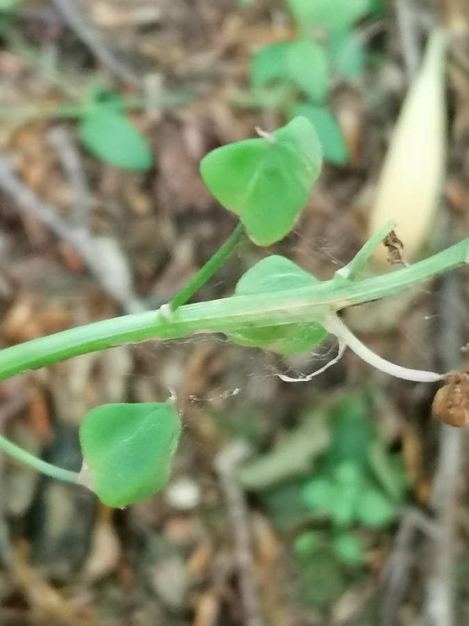 Tractema lilio-hyacinthus fruit