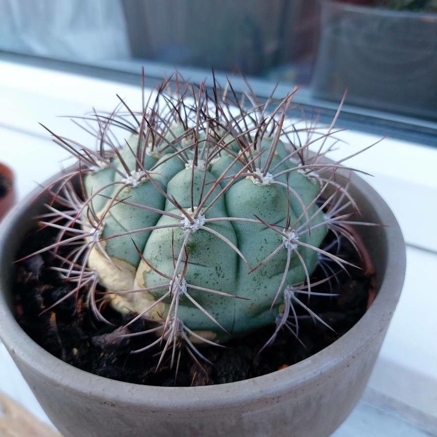 Gymnocalycium Mostii bark