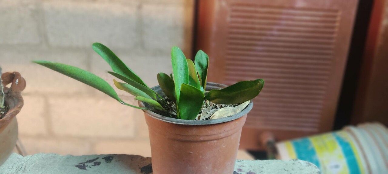 Masdevallia tubuliflora leaf