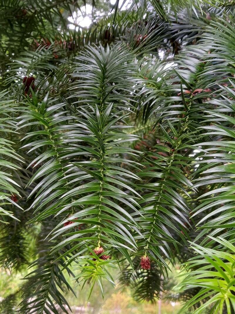 Cunninghamia lanceolata — search result for 'Cupressaceae'