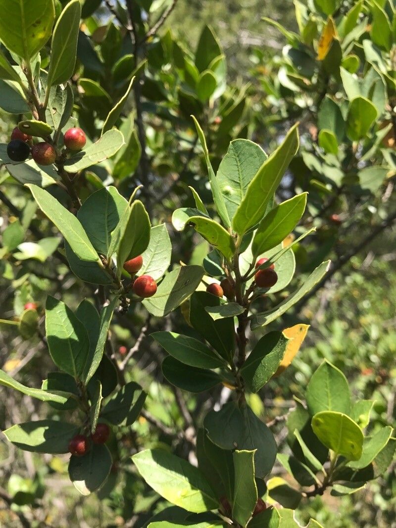 Crossopetalum rhacoma — search result for 'Jamaica'