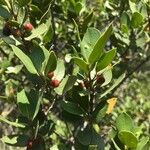 Crossopetalum rhacoma