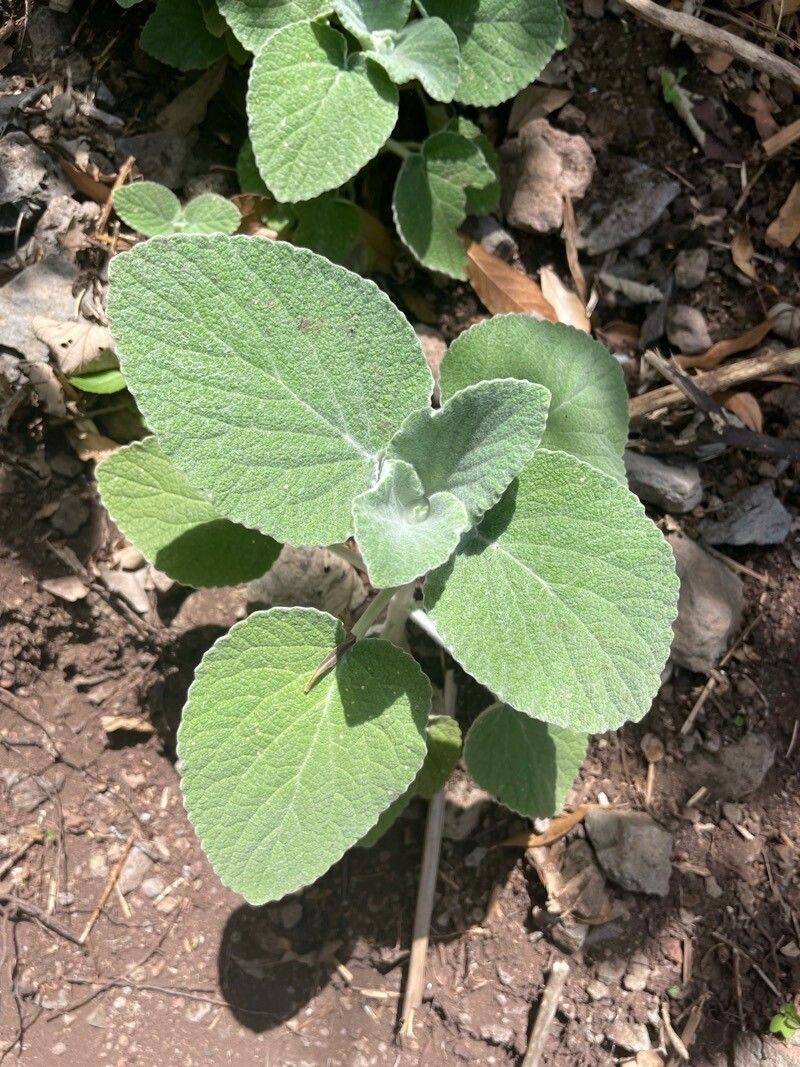 Sideritis macrostachys leaf