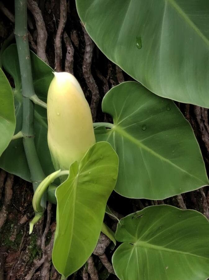 Philodendron hederaceum  var kirkbridei flower