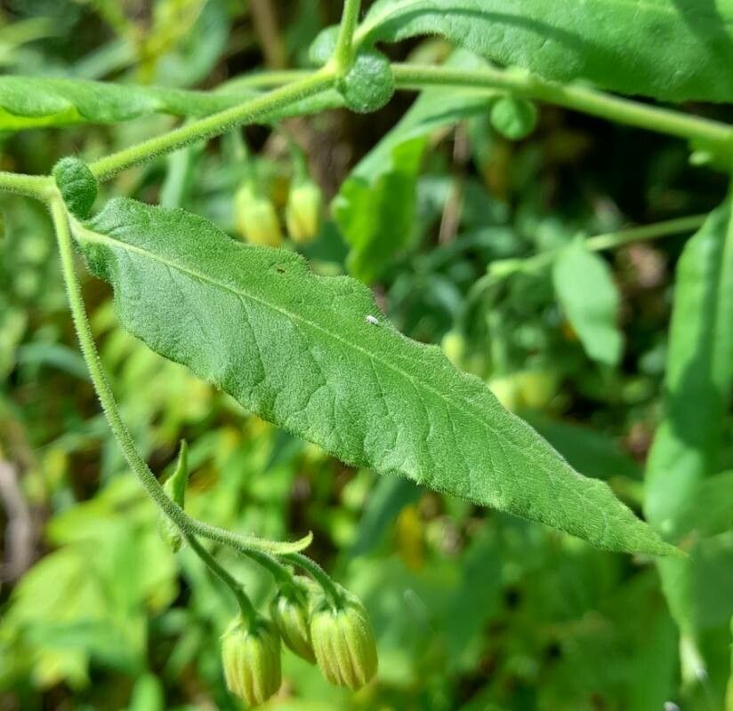 Trixis grisebachii — related species from the same genus